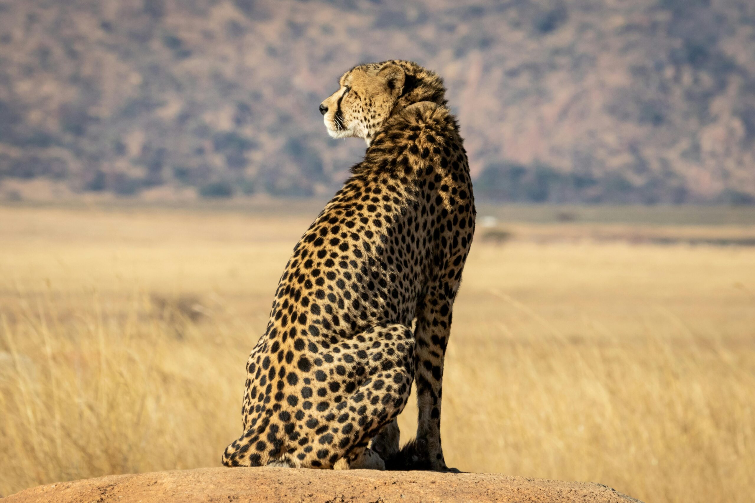 cheetah-scaled